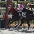 【京都2R新馬戦結果】バンドワゴン産駒の9番人気ハッピーラブソングが差し切りV