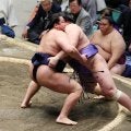 東前頭17枚目の朝白龍「まだ２番だけ」新入幕から２連勝　正月は浅草寺へ初詣行くも…