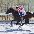 【新馬/京都4R】外国産アメリカンスタイルが抜け出す
