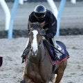 【注目馬動向】２４年牝馬２冠チェルヴィニアは中山記念で始動予定　初めての中山で再起を目指す