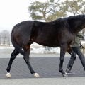 22年大阪杯Vのポタジェがイーストスタッドに入厩 ディープインパクトの後継種牡馬に