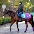 【注目馬動向】３年連続の挑戦となるサトノグランツがアミールＴの招待を受託　ディープモンスターも