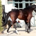 【注目馬動向】フェブラリーＳに向けてラムジェットが帰厩　今春定年の佐々木調教師はラストＧ１