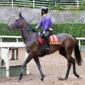 【注目馬動向】秋華賞４着のジョスランが小倉牝馬Ｓに向けて小倉競馬場に入厩