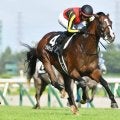 【日経新春杯出走馬・騎手確定】ゲルチュタール＆坂井瑠星騎手、ヤマニンブークリエ＆横山典弘騎手など13頭