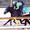 【ＰＯＧ】重賞出走馬に先着と動きは上々　ロードスタニング初戦からいける！杉山晴調教師「いいものを持っている」