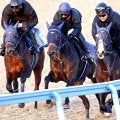 【京成杯】完璧デモ！３頭併せで馬なり最先着「互角以上だと思う」手塚久調教師ソラネルマンに期待