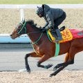 【日経新春杯】有馬記念への出走がかなわなかったライラックは２月末で引退予定の藤岡佑介騎手と８枠１２番に