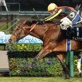 【注目馬動向】３連勝でオープン入りのディアナザールは阪急杯を目標に調整