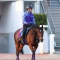 【日経新春杯】サトノグランツは１１か月ぶり　「休み明けという感じはします」と冷静な友道調教師が感じる成長とは