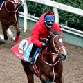 【注目馬動向】アメリカンステージは予定通りにサウジアラビア遠征へ