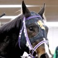 土曜京都競馬場の注目激走馬…京都１１Ｒ羅生門ステークス