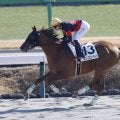 【中山2R】断然人気ウリズンベーが5馬身差圧勝