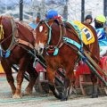 【ばんえい十勝】今井千尋騎手、地方競馬女性騎手の年度最多勝記録を更新