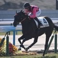 【京都5R新馬戦結果】エピファネイア産駒クリスレジーナが逃げ切り勝ち