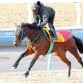 日曜京都競馬場の注目激走馬…京都１１Ｒ日経新春杯・Ｇ２