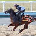 【京成杯】グリーンエナジーが２連勝で重賞初制覇　戸崎圭太騎手は１７年連続重賞Ｖ