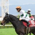 AJCC、プロキオンSなど3重賞/今週の競馬界の見どころ