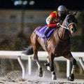 【船橋・報知グランプリC枠順】前走5馬身差Vのグロリアムンディは7枠7番