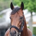 ２４年皐月賞馬ジャスティンミラノの初年度産駒が誕生　愛国生産馬を母に持つ牝馬