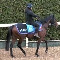 【ＡＪＣＣ】転厩初戦のファウストラーゼンは須貝流で調整　陣営「気性的にも扱いやすい総合力の高い馬です」