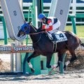 【船橋・ブルーバードC注目馬】ダート三冠に向けた登竜門 大舞台に向けて羽ばたく馬は