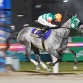 地方競馬　世代別牝馬重賞シリーズ競走「グランダム・ジャパン２０２６」の概要決定　今年は全３０競走を予定