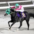 【注目馬動向・３歳】エーデルワイス賞勝ち馬リュウノフライトは栗東・四位厩舎へ転厩　横山和生騎手とクイーンＣへ