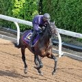 【注目馬動向】２５年の天皇賞・春を勝ったヘデントールは京都記念へ　ドバイ・シーマクラシックも登録