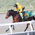 【小倉牝馬Ｓ】実績上位のココナッツブラウンは坂路で微調整　上村調教師「４５０キロ台で出られれば」馬体重がカギに