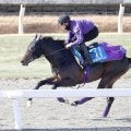 【ＡＪＣＣ】ショウヘイは３か月ぶりでもＤＰコースで軽快な走り　友道調教師「気持ちよさそうに走っていましたね」