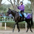 【注目馬動向】昨年のダービー卿ＣＴ勝ち馬のトロヴァトーレは東京新聞杯へ