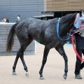 【注目馬動向】紅梅Ｓで７着のマーブルパレスはマーガレットＳへ　１２００メートルで反撃へ