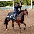 【注目馬動向】東京スポーツ杯２歳Ｓ８着のローベルクランツはきさらぎ賞を予定