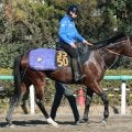 【注目馬動向】ブルーバードＣを勝った田中博厩舎のフィンガーは京浜盃へ