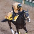 【小倉牝馬Ｓ】重賞で連続好走中のパレハが好気配　陣営「状態はいい。器用さを生かしたい」
