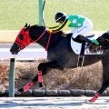 【中山２Ｒ・３歳未勝利】さすがキング姐さん！　スノースコールを鼻差で踏ん張らせてＶ　「馬がファイト」