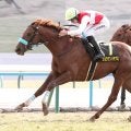 【京都９Ｒ・若駒Ｓ】ショウナンハヤナミが「出世レース」で無傷の２連勝　吉村誠之助騎手「いい内容だった」