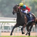 カーインライジングが香港馬最多タイの17連勝へ 日曜にセンテナリースプリントC出走