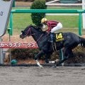 【プロキオンS予想】フェブラリーSの前哨戦 逃げ・先行馬が有利な舞台