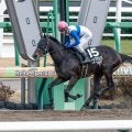京都ダートは時計がかかる プロキオンSは差し馬に要注意