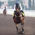 【香港・センテナリーＳＣ】カーインライジングが１７連勝　サイレントウィットネスの連勝記録に並ぶ