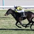【若竹賞】インディチャンプ産駒 ブレナヴォンが2勝目
