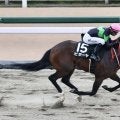 【根岸S登録馬】ビダーヤなど23頭