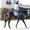 【シルクロードＳ・松ケ下の特注馬】ヤブサメはここでも通用　前走後の石橋調教師のコメントが印象的