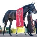 ショウヘイがAJCCを制覇 サートゥルナーリア産駒の活躍馬に共通する血統背景とは