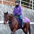 【注目馬動向】ラヴェニューは共同通信杯で菅原明良騎手と初コンビ　ホープフルＳは発熱で回避