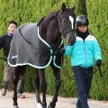 【注目馬動向】アスコリピチェーノは阪神牝馬Ｓの出走を予定