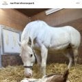 「推し馬確定」「茶髪のイケメン」珍しいブチ模様の子馬誕生にＳＮＳ感激　父はニューイヤーズデイ