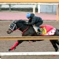 【東京新聞杯１週前】ラヴァンダが巻き返しに向けて抜群の動き　中村調教師「１週前なのでしっかりやろうと」